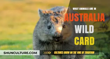 Wild Australian Animals: An Unpredictable Adventure