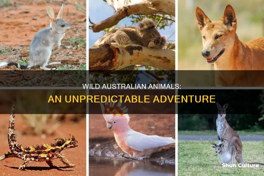 what animals are in australia wild card
