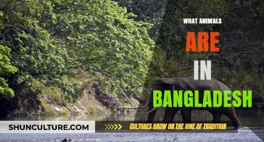 Discover Bangladesh's Wildlife: Exploring the Diverse Animals of the Region