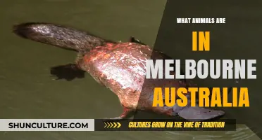 Melbourne's Wildlife: Animals in the Australian City