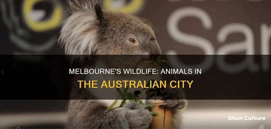 what animals are in melbourne australia