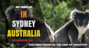 Discover Sydney's Unique Wildlife: Iconic Animals in Australia's Coastal City