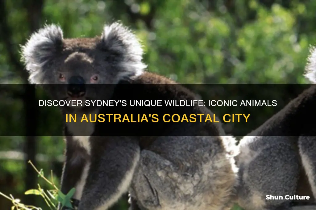 what animals are in sydney australia