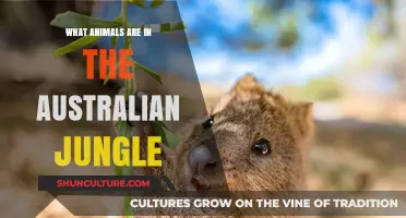Exploring the Wildlife in Australia's Jungles