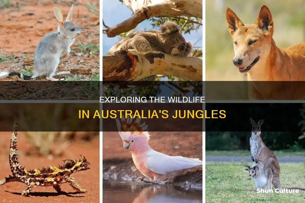 what animals are in the australian jungle