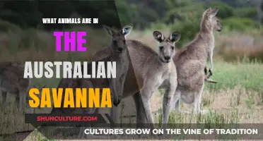 Australian Savanna: Animals and Their Habitat