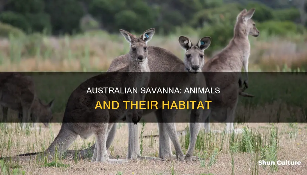 what animals are in the australian savanna