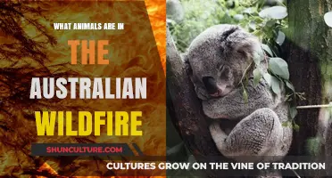 Australian Wildfires: Animals in Danger