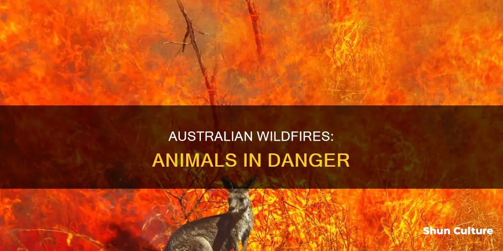 what animals are in the australian wildfire