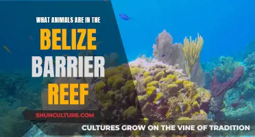 Belize Barrier Reef: A Haven for Marine Life