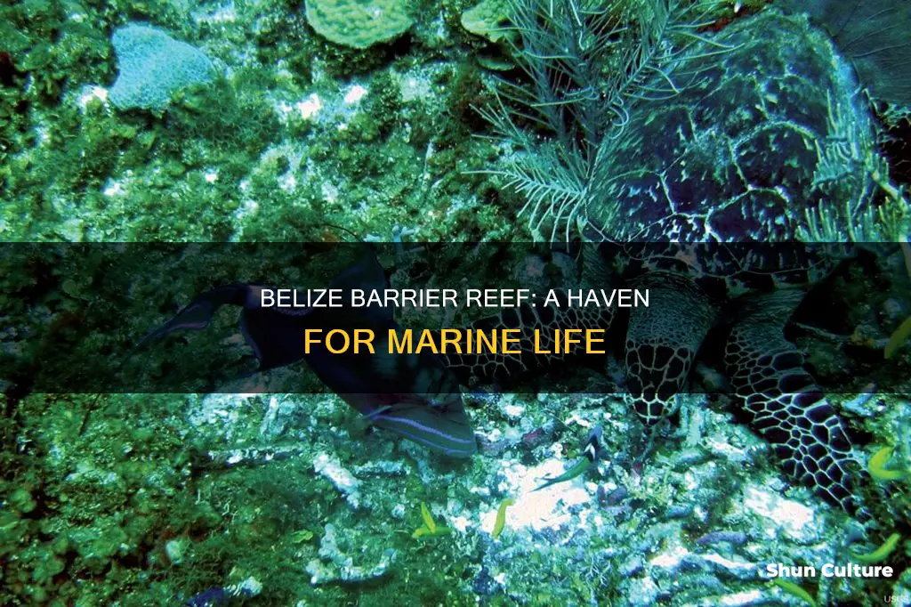 what animals are in the belize barrier reef