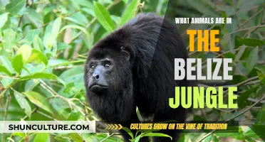 Belize Jungle's Wild Residents