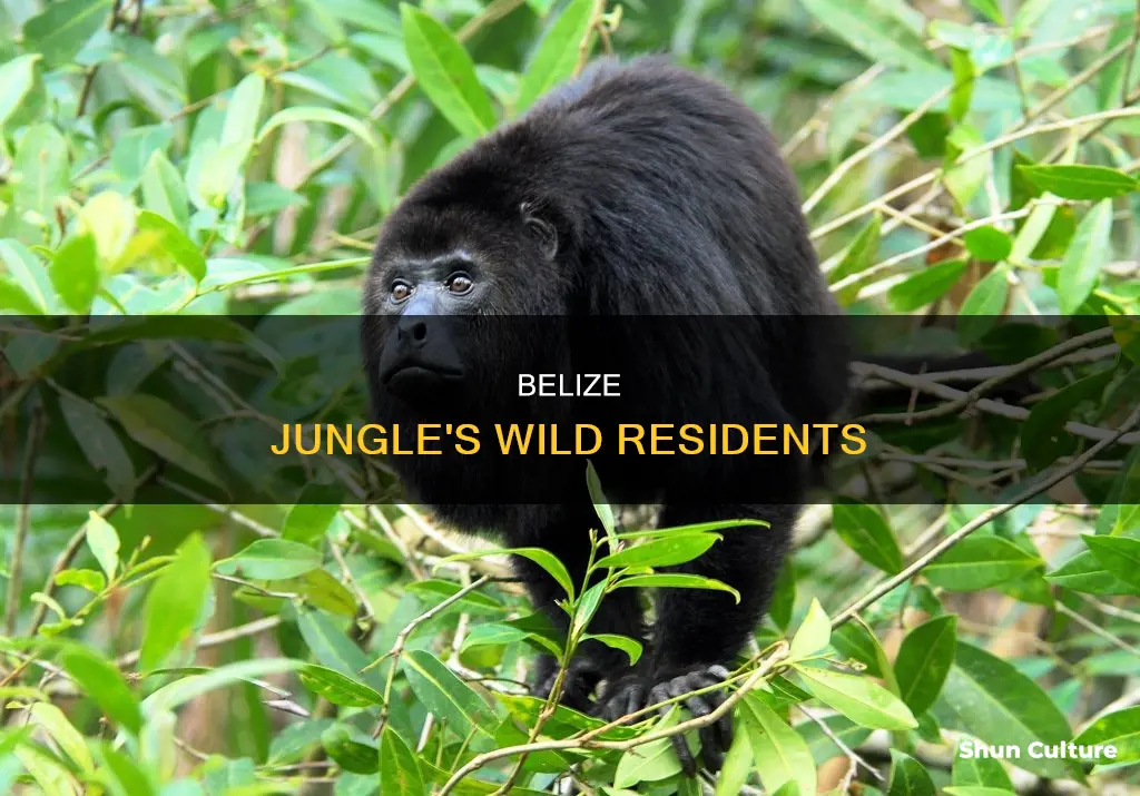 what animals are in the belize jungle