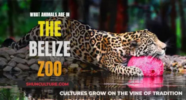 Belize Zoo: A Sanctuary for the Wild