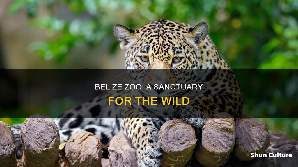 what animals are in the belize zoo