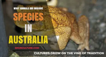 Alien Invaders: Australia's Invasive Species Problem