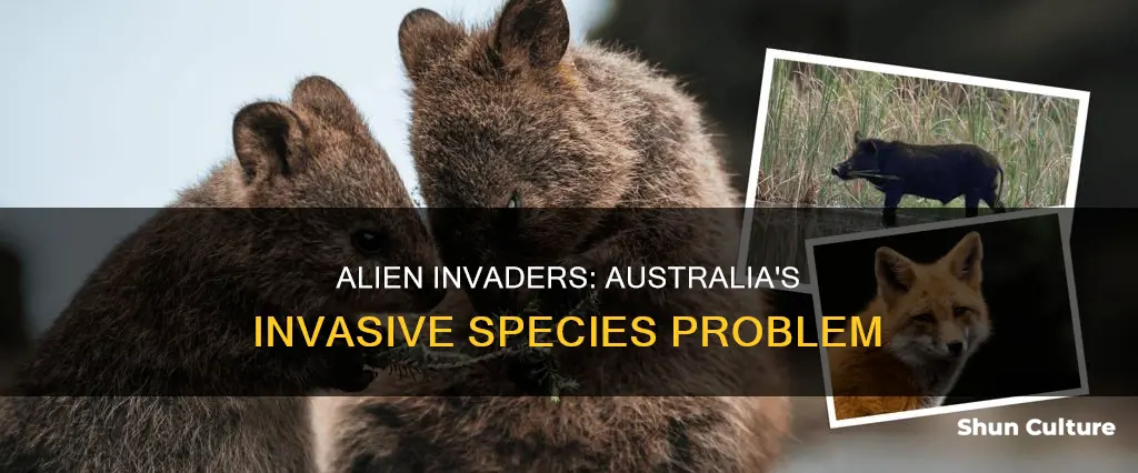 what animals are invasive species in australia