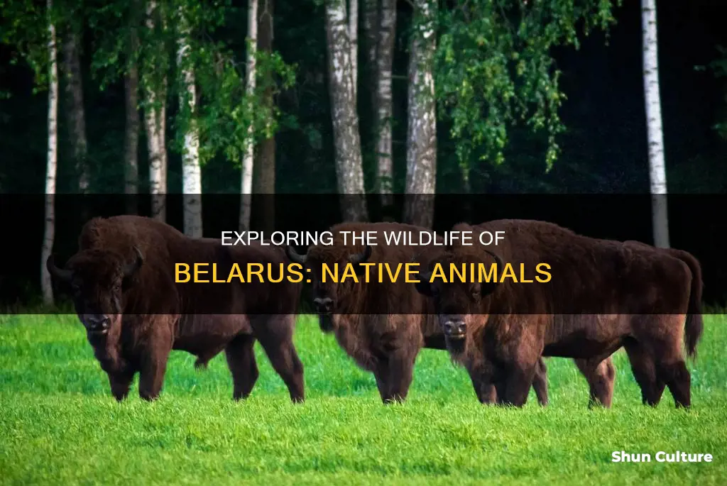 what animals are native to belarus