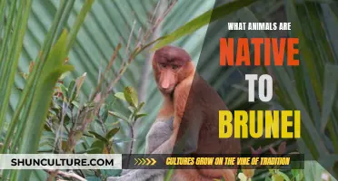 Exploring the Wildlife Native to the Heart of Brunei