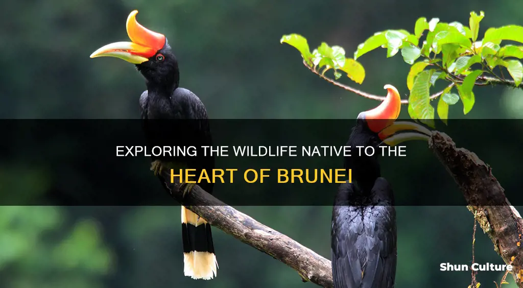 what animals are native to brunei