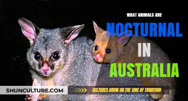 Exploring Australia's Nocturnal Wildlife