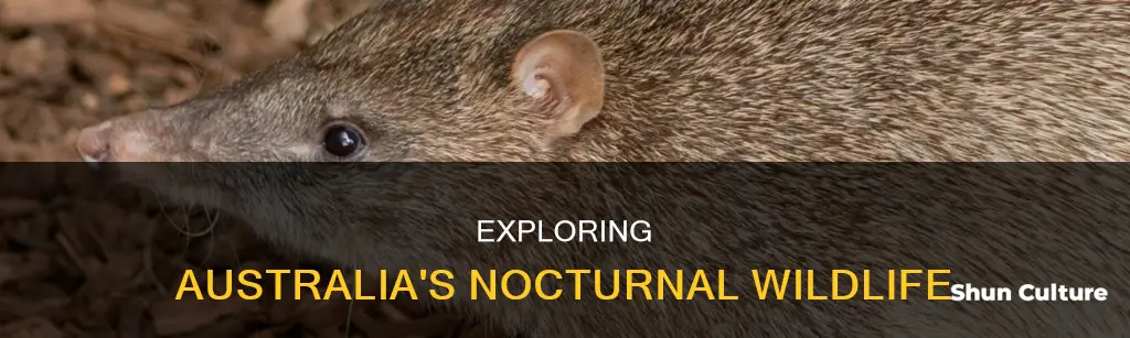what animals are nocturnal in australia
