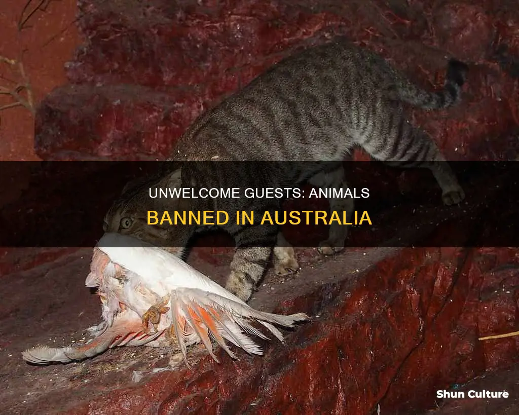 what animals are not allowed in australia