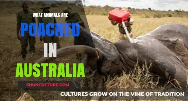 Poached in Australia: Wildlife Victims of the Black Market