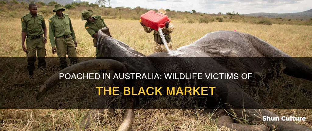 what animals are poached in australia