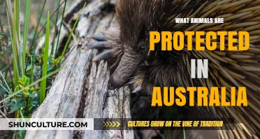 Protecting Australia's Unique Wildlife: Laws and Conservation Efforts
