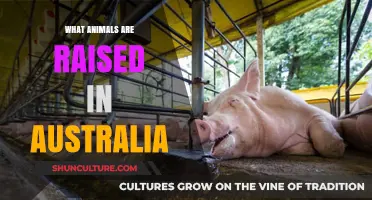 Aussie Animal Farm: Unique Australian Livestock