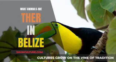 Belize's Wildlife: A Natural Paradise