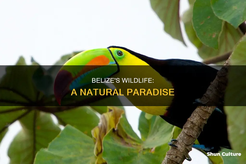 what animals are ther in belize