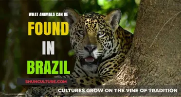 Discover Brazil's Wildlife: A Guide to Its Unique Animals