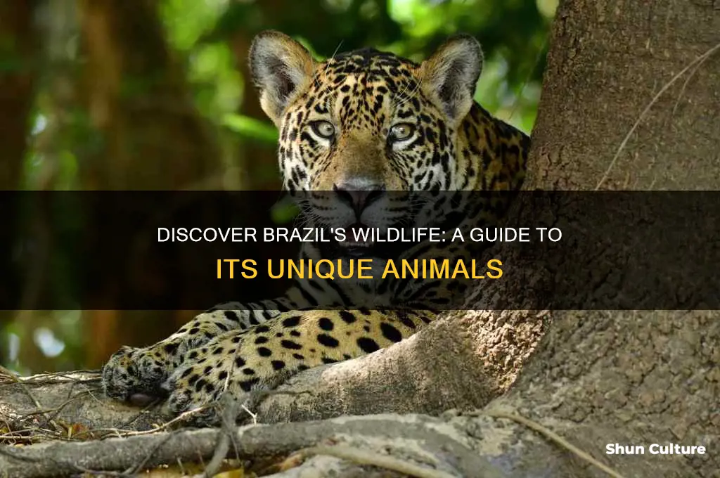 what animals can be found in brazil