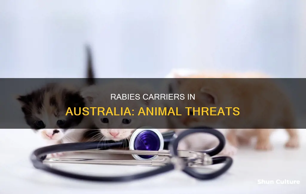 what animals carry rabies in australia