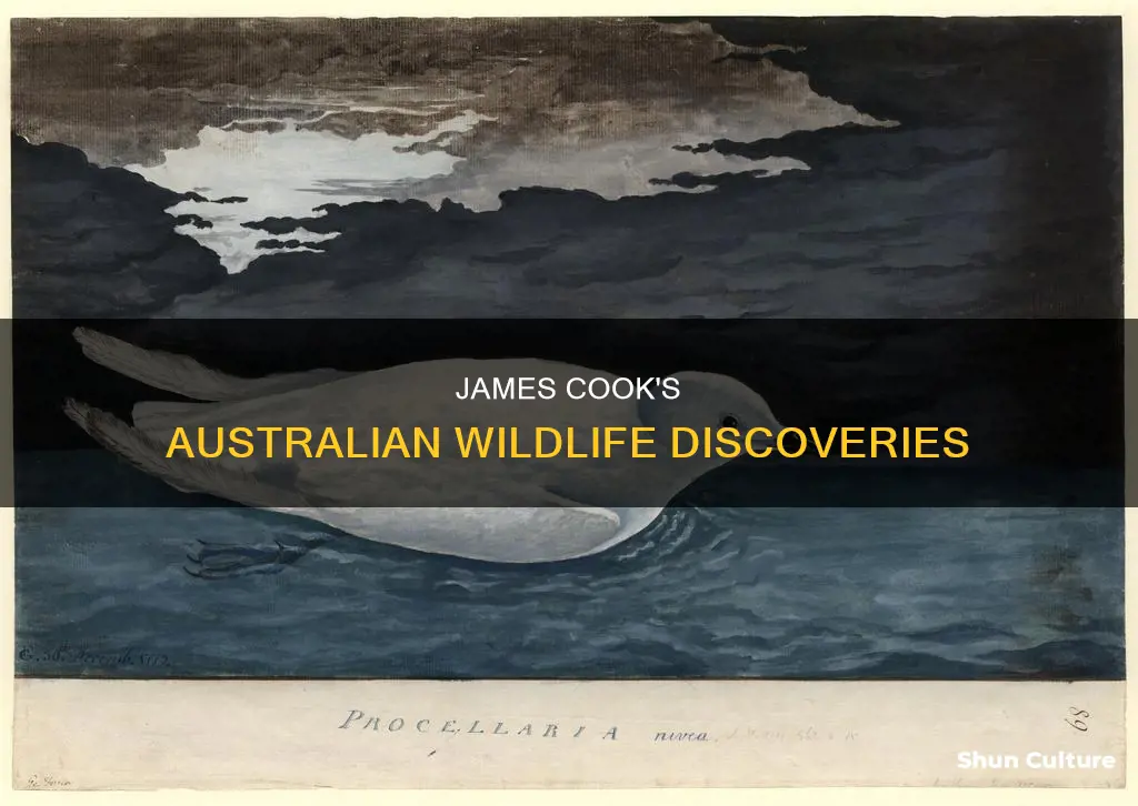 what animals did james cook find in australia