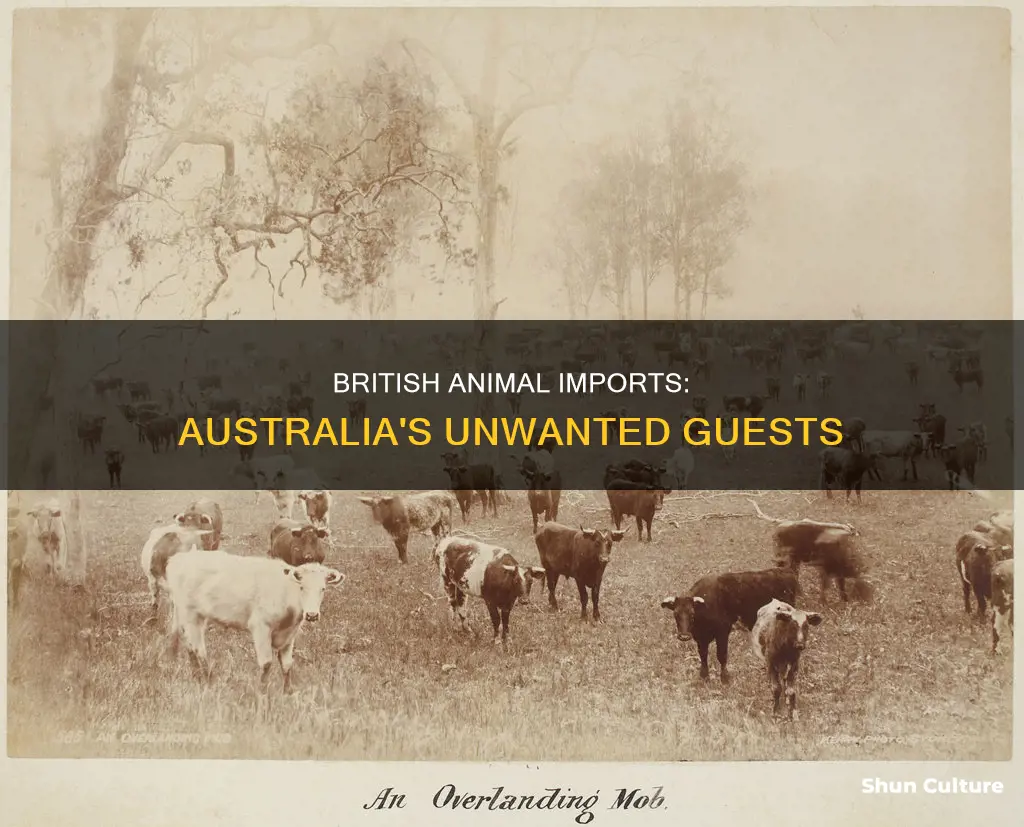 what animals did the british bring to australia