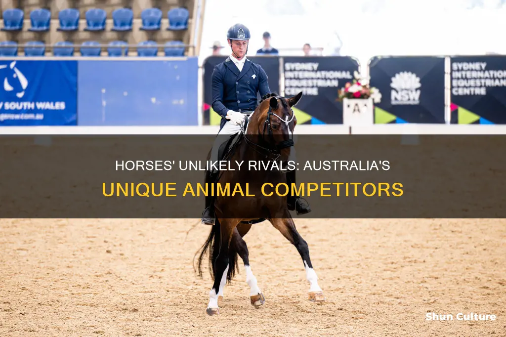 what animals do horses compete with in australia