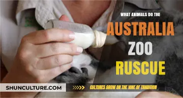 Australia Zoo: Saving Wildlife, One Animal at a Time