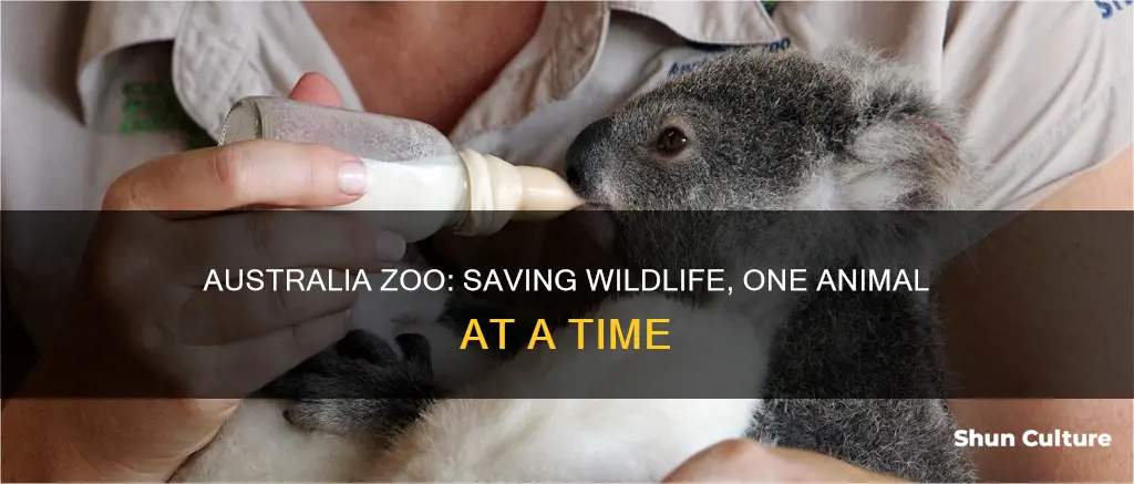 what animals do the australia zoo ruscue