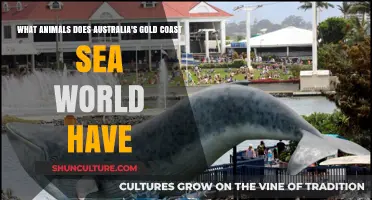 Gold Coast Sea World: Animals and More!