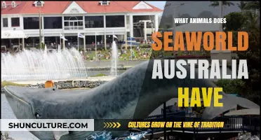 SeaWorld Australia: Animals and Attractions
