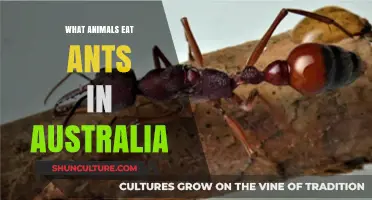 Deadly Australian Animals that Eat Ants