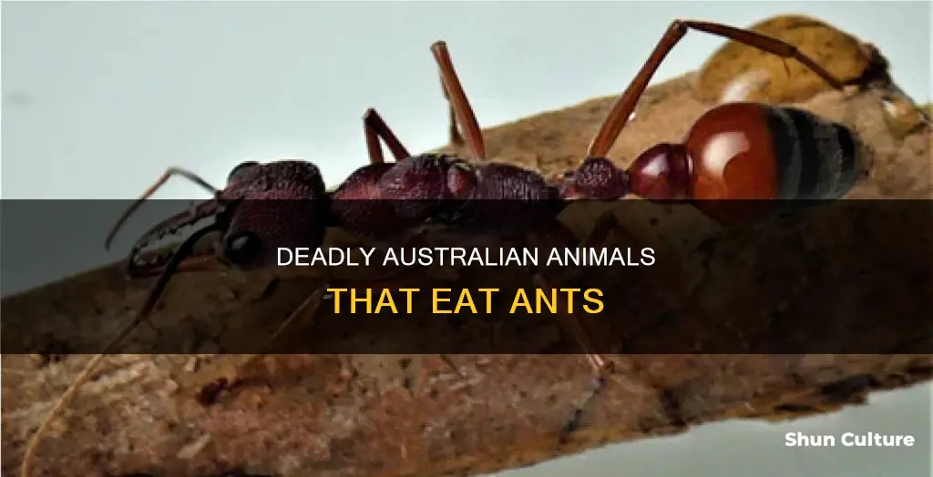 what animals eat ants in australia