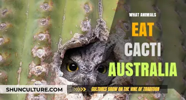 Australian Animals that Eat Cacti