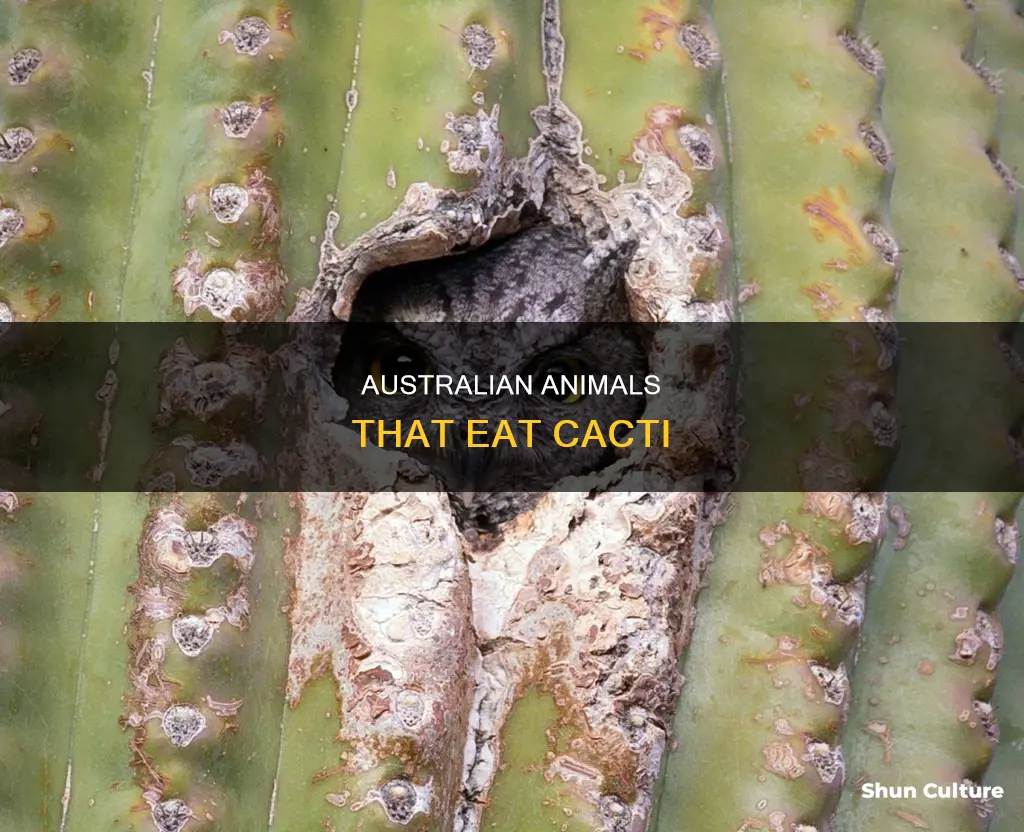 what animals eat cacti australia