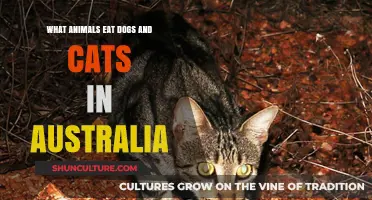 Deadly Dinners: Predators of Cats and Dogs in Australia