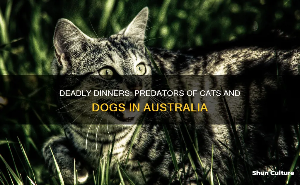 what animals eat dogs and cats in australia
