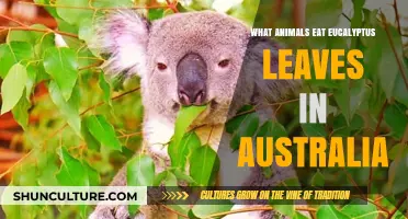 Australian Wildlife: Eucalyptus Diet Secrets